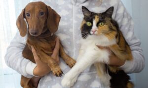 Pet owner holding a dog and a cat, evaluating pet insurance cost and the best plans for dogs and cats.