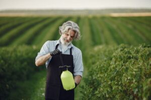 An elderly farmer with white hair and a beard, wearing a black apron and protective gloves, prepares a green manual spray pump in the middle of a vast agricultural field, symbolizing the use of herbicides such as paraquat.