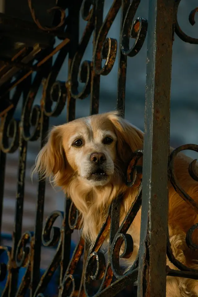 "A golden-furred, medium-sized dog with long floppy ears looks out anxiously through the bars of an ornate metal gate or fence, illustrating the common situation of a neighbor's or friend's pet involved in an unexpected incident."